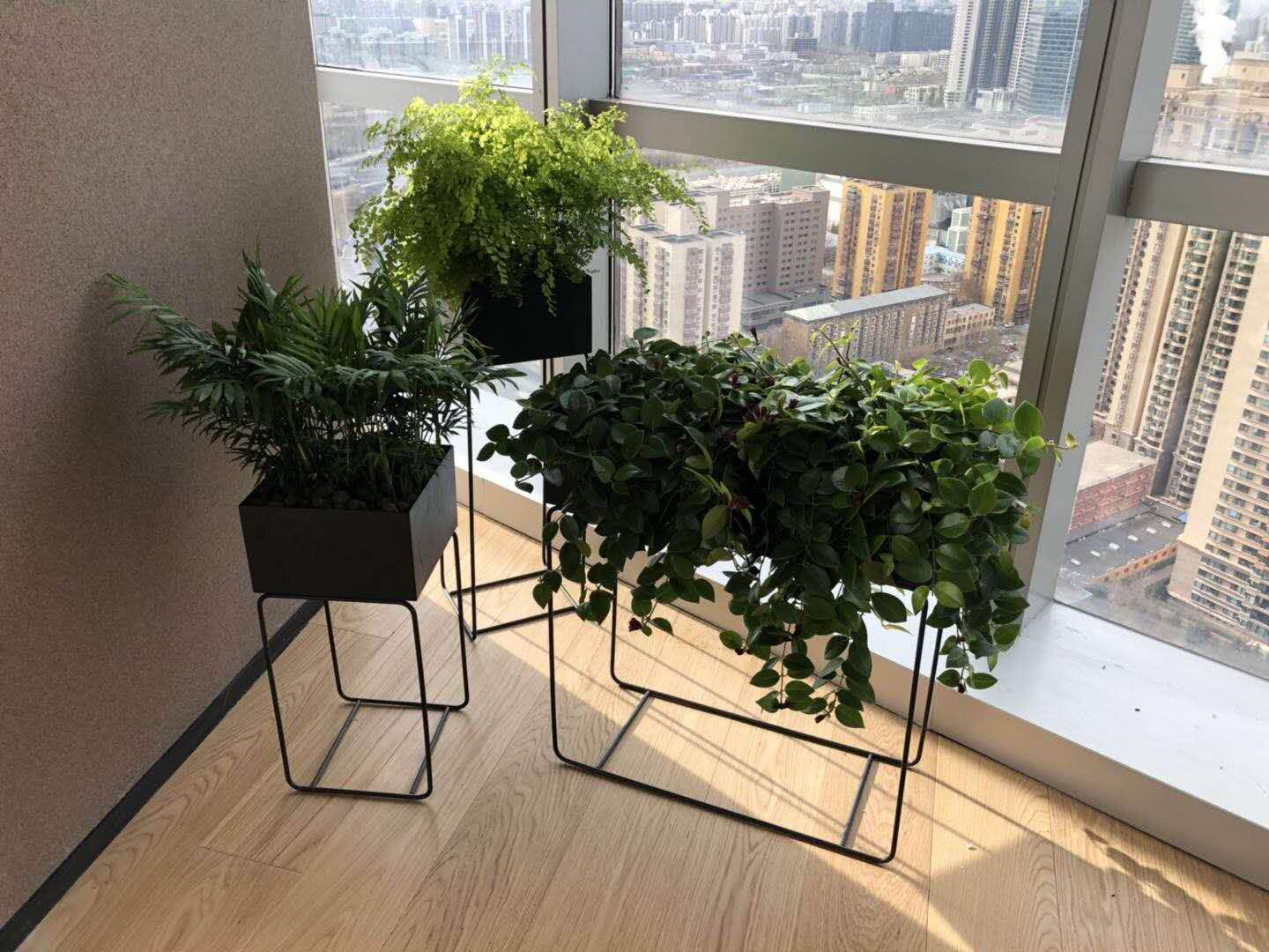 組合植物