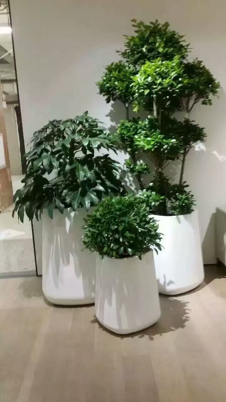 組合植物